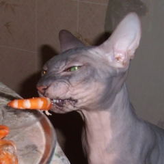 Бенджамин (Бен)