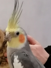Саша