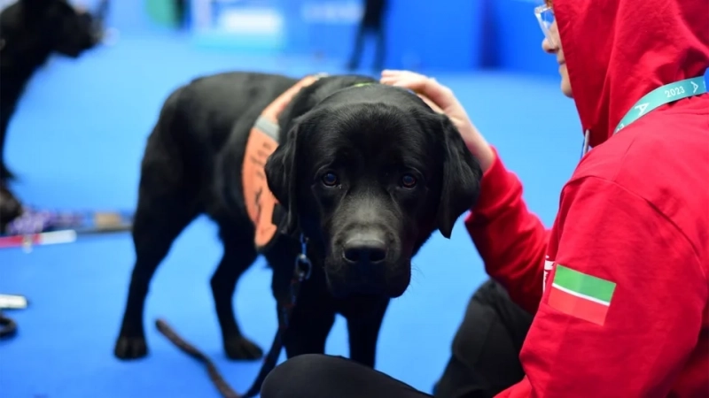 Загруженное изображение