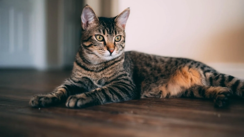 Загруженное изображение