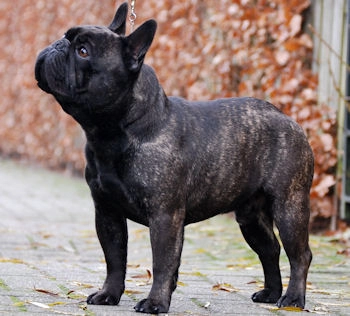 Загруженное изображение