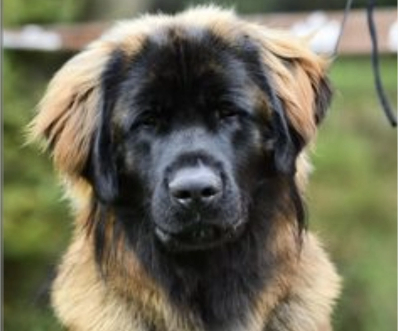 Загруженное изображение