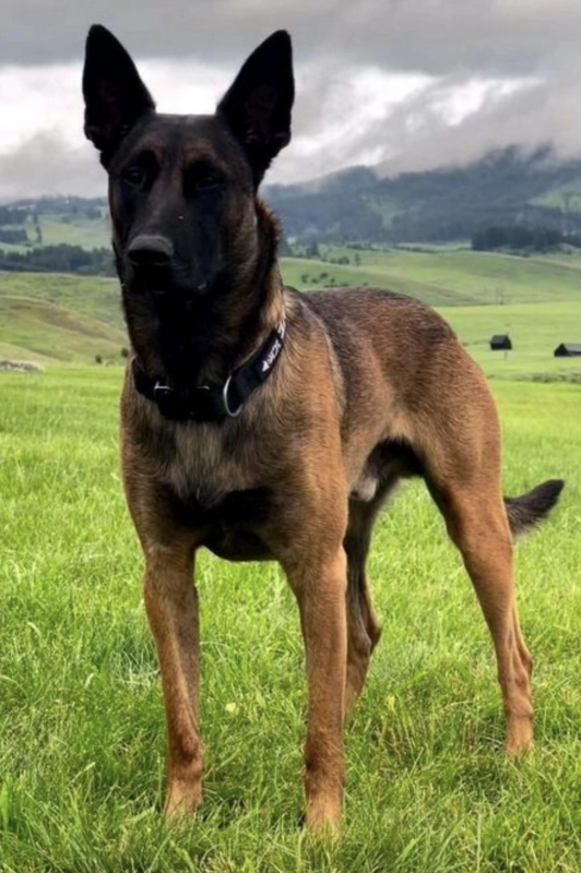 Загруженное изображение