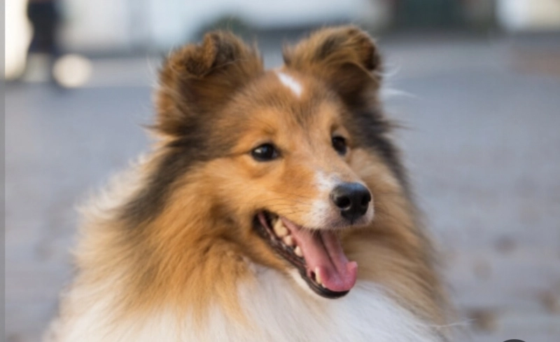 Загруженное изображение