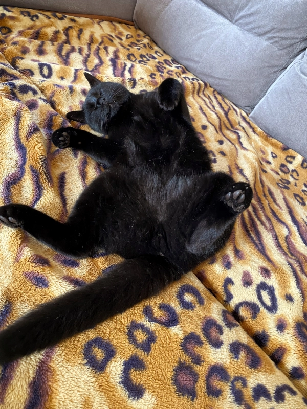 Всем снов про рыбов 🐟 опубликовано Геннадич