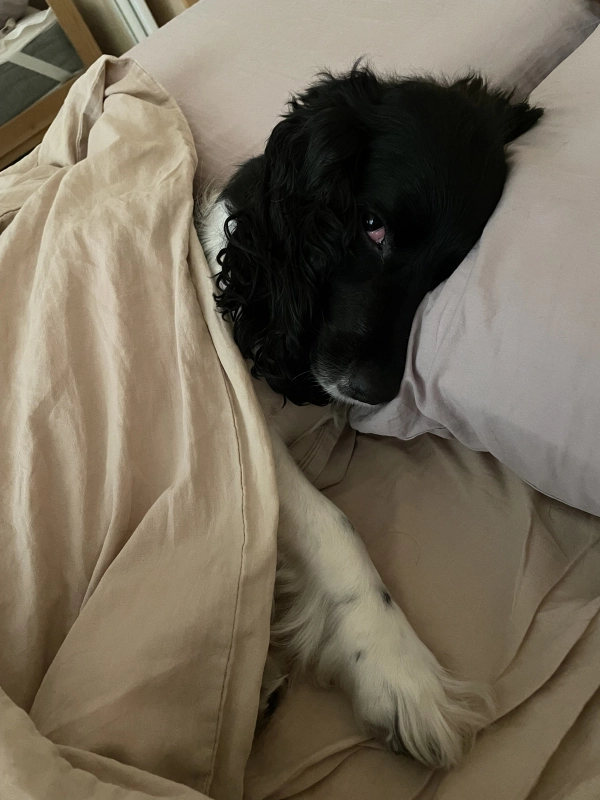 Мое обычное утро☕️ опубликовано Шелби Спаниель русский охотничий