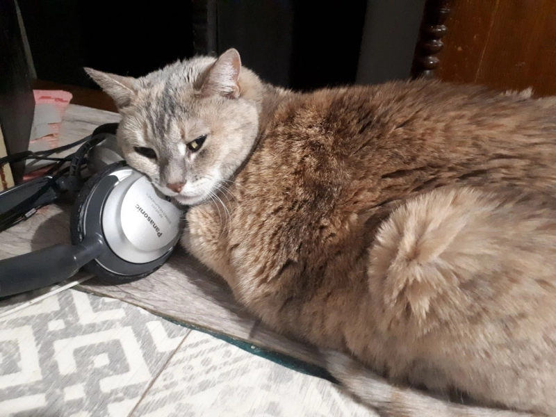 котица-меломан опубликовано котица