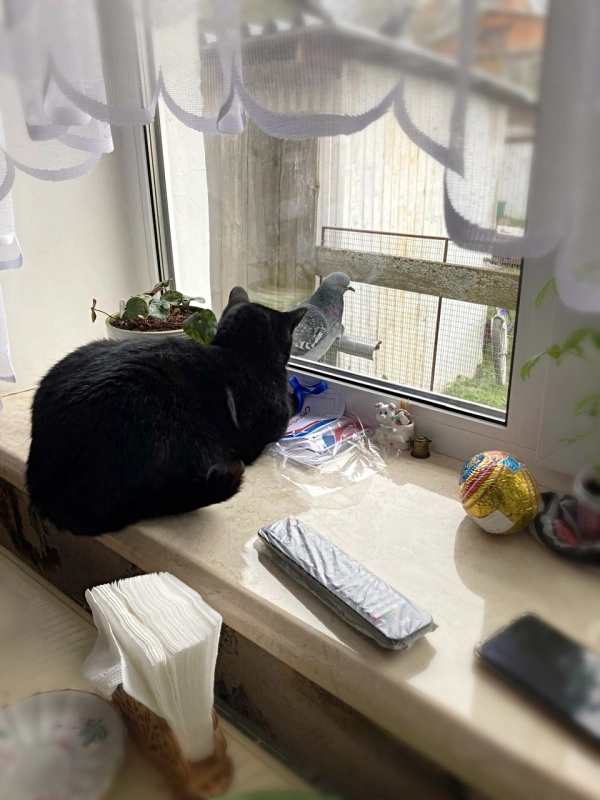 Отчего котики не летают.. опубликовано Геннадич