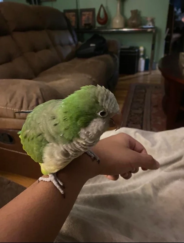 Клянчу пшено опубликовано Гриша Попугай волнистый