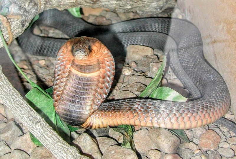 Загруженное изображение