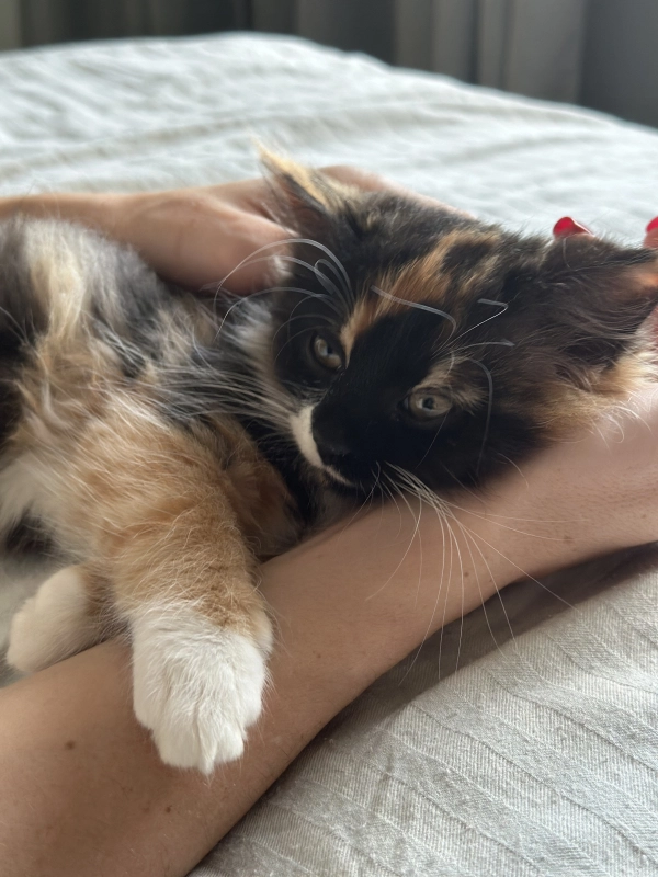 Кайфули опубликовано Шаня Домашняя