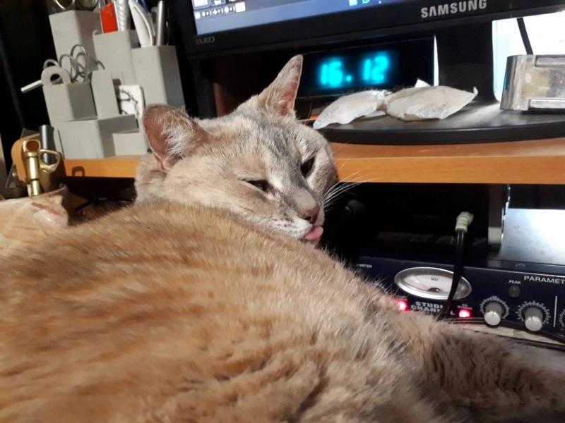 Котица-гузконос опубликовано Котица