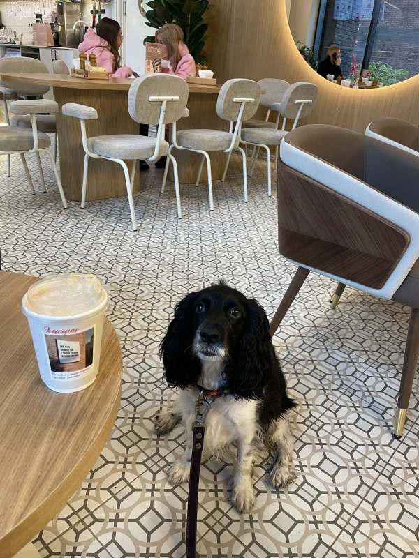 Мне на безлактозном😎 опубликовано Шелби Спаниель русский охотничий