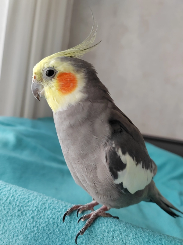 Попугай - это глагол ) опубликовано Саша Корелл