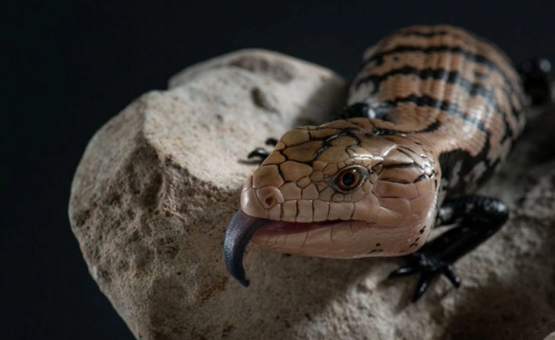 Загруженное изображение