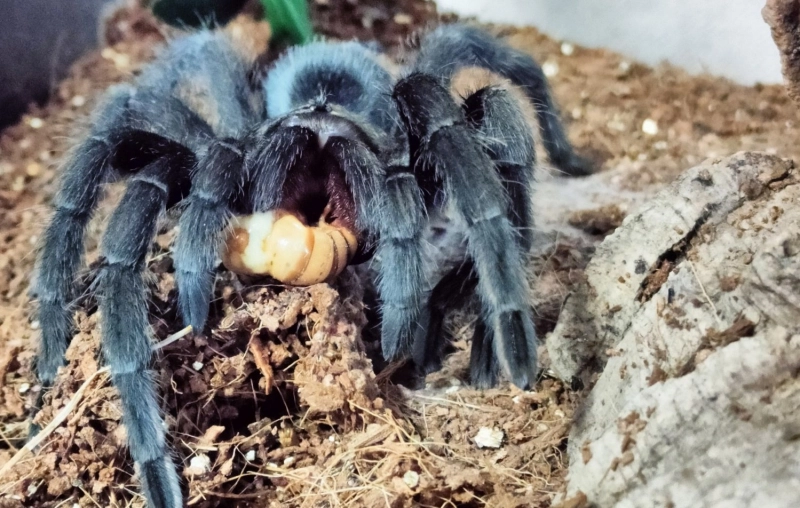 Загруженное изображение