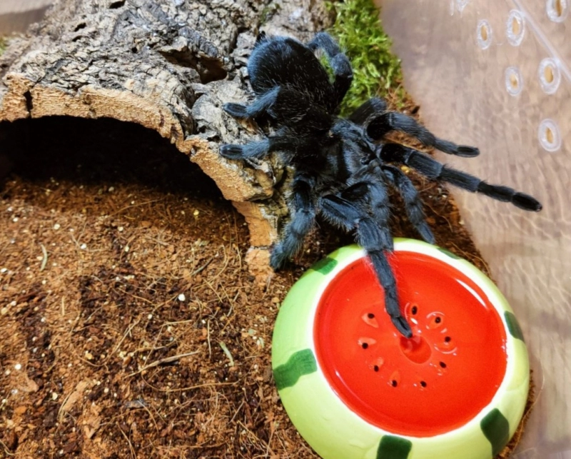 Загруженное изображение