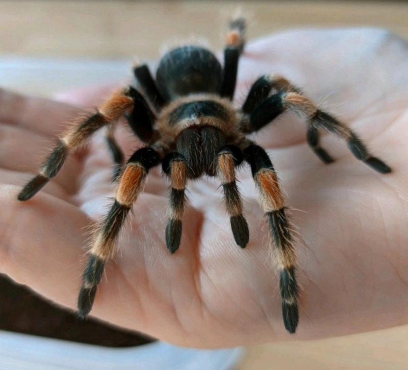 Загруженное изображение