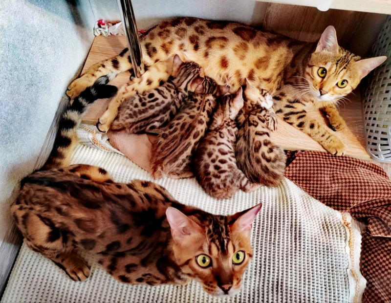 Моя семья 😺 опубликовано Соня Бенгальская