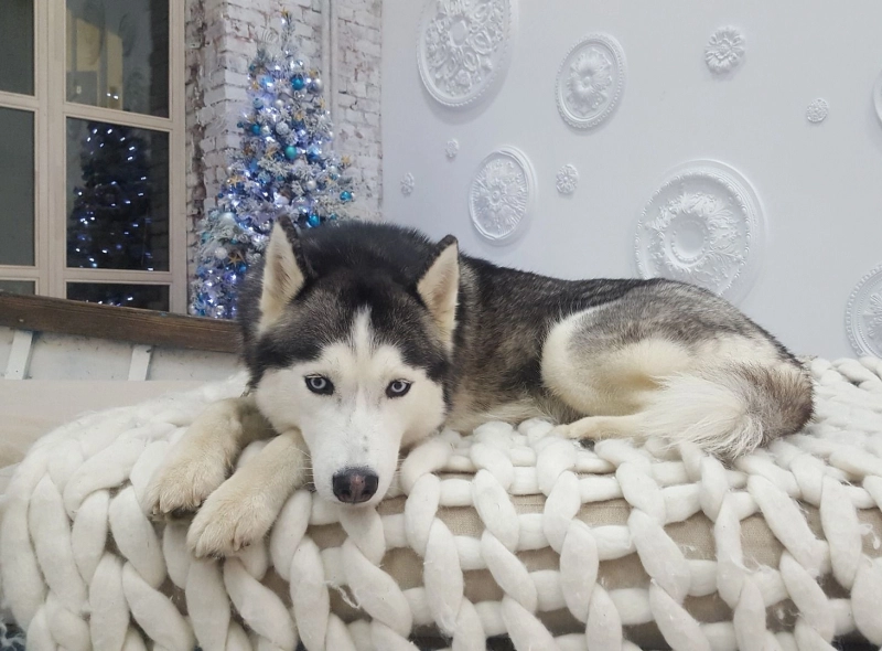 Напоминаю, меня зовут Туман ) опубликовано Туман Хаски сибирский