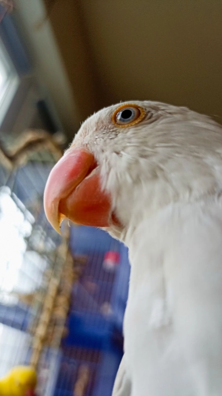 Хммммм 🦜🦜 опубликовано Геша Попугай ожереловый