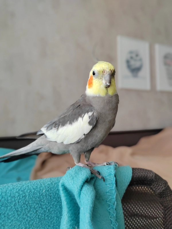 И гордый взор он устремив... опубликовано Саша Корелл