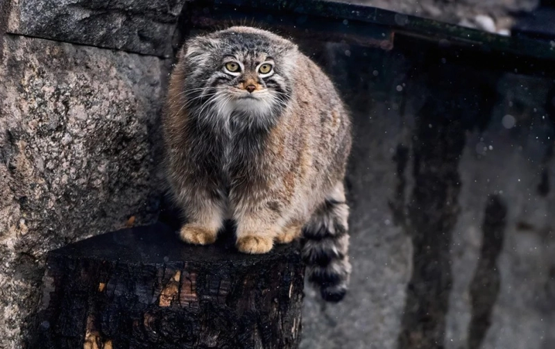 Загруженное изображение