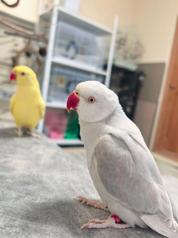 Было время... опубликовано Геша Попугай ожереловый