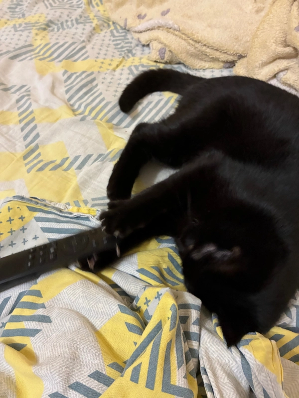 ВКЛЮЧИТЕ МНЕ КОРОЛЯ ЛЬВА опубликовано 🎩А᧘ᥱκᥴᥲндρ 𐌿уɯκᥙн - ☀️