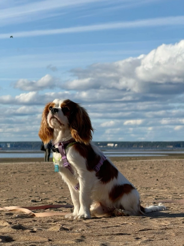 Он навсегда останется в памяти цветными повторами опубликовано Лесси