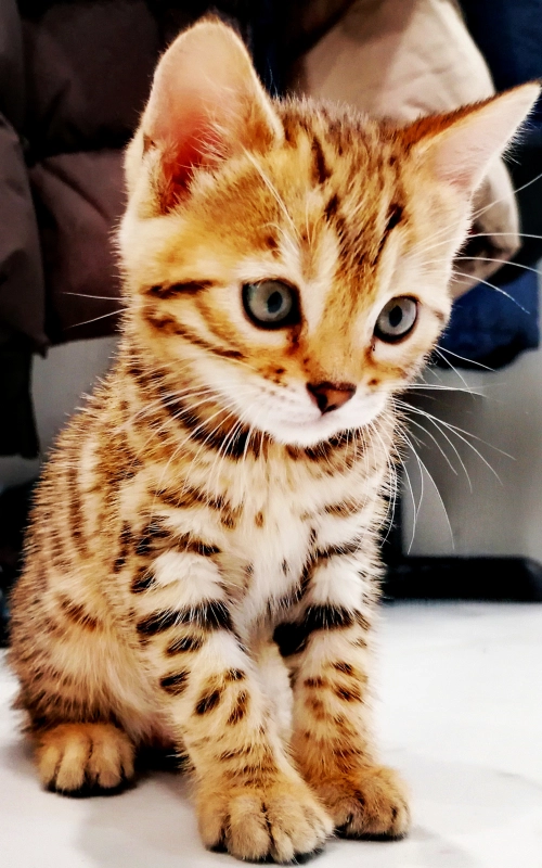 Сижу вот... опубликовано Соня Бенгальская