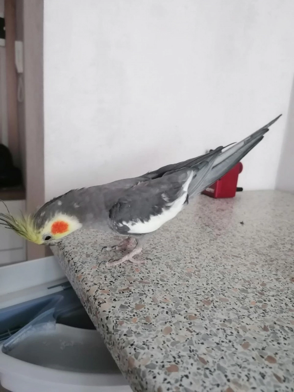 Какая грация опубликовано Саша Корелл