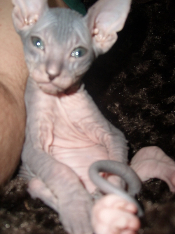 Инопланетный гость опубликовано Бенджамин (Бен) Сфинкс