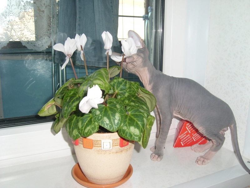 Цветонюх обыкновенный опубликовано Бенджамин (Бен) Сфинкс