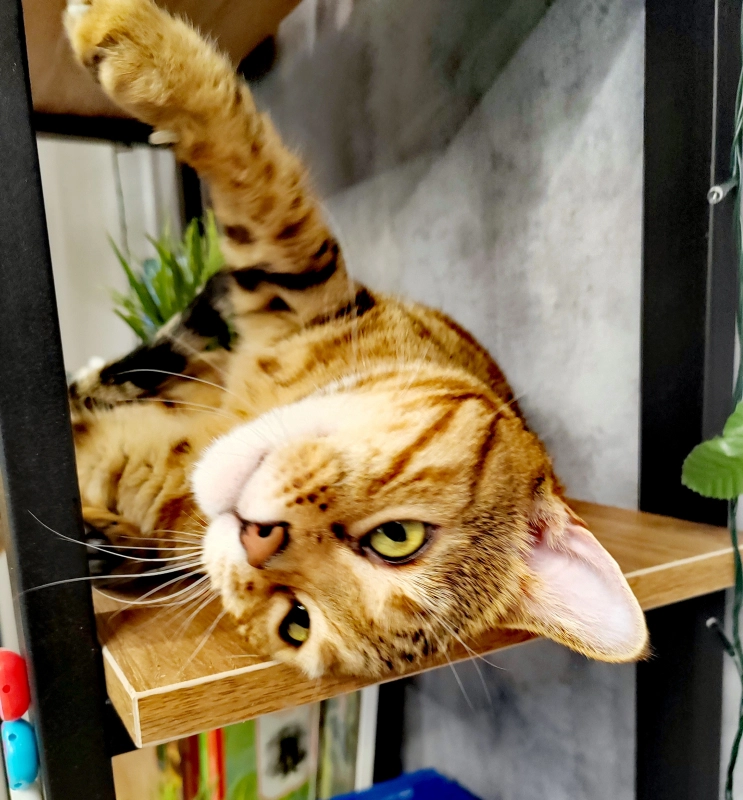 Что такое совершенство? опубликовано Соня Бенгальская