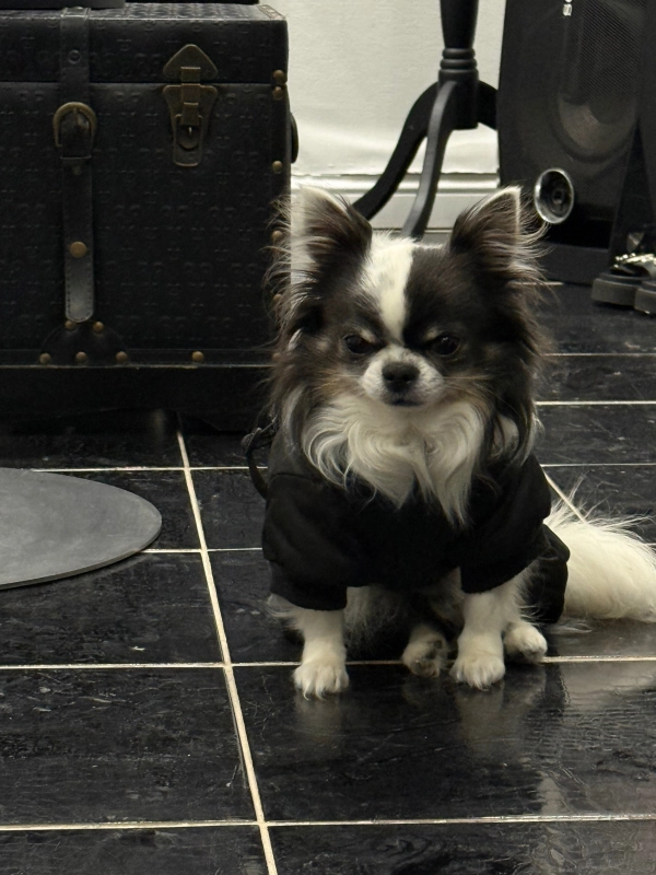 Заглянул в новое местечко опубликовано Цефас Чихуахуа