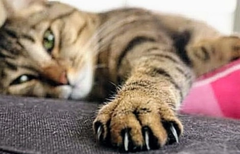 Загруженное изображение