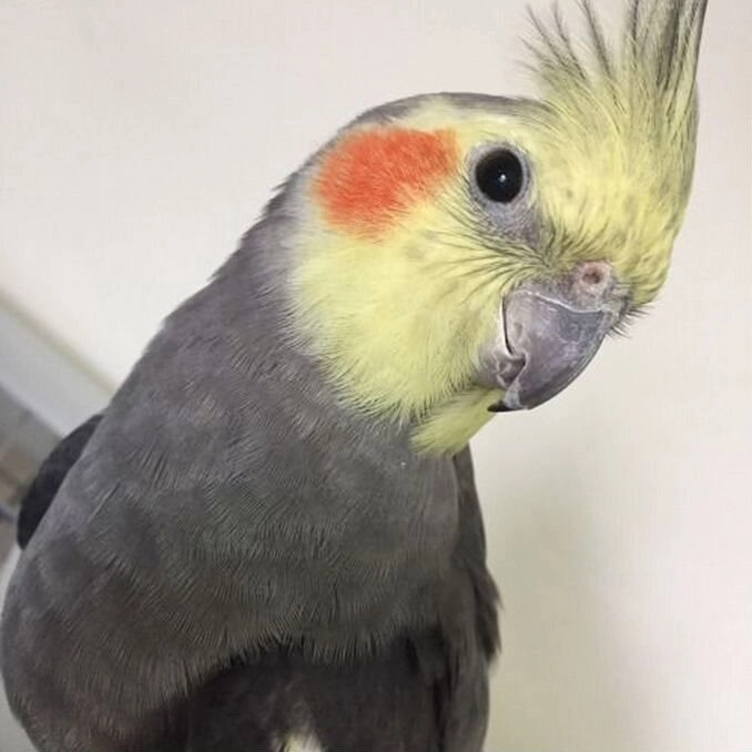 Дратуйти опубликовано Саша Корелл