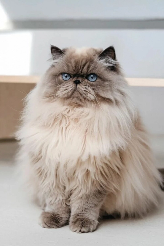 На страже рыбки опубликовано Буся Персидская