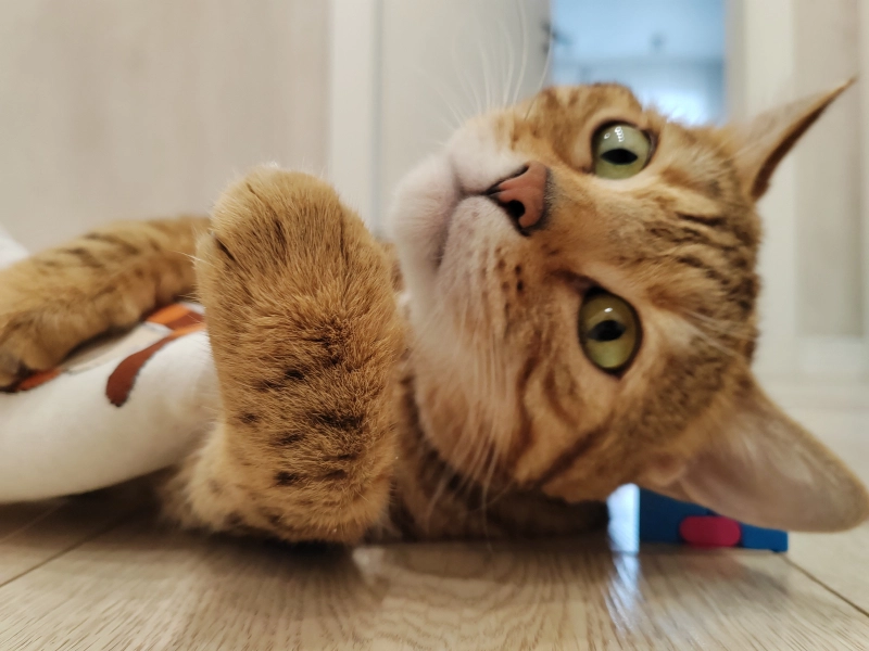 Доброе утро опубликовано Соня Бенгальская