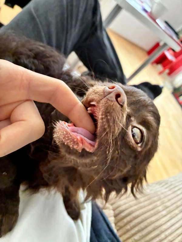 Срочные новости! опубликовано Чаки