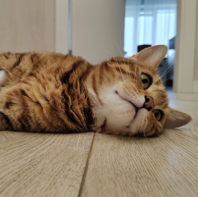 Жизнь сложна... опубликовано Соня Бенгальская