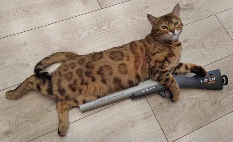 Этот взгляд как бы говорит: опубликовано Соня Бенгальская