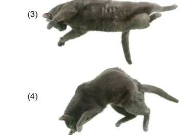 Загруженное изображение