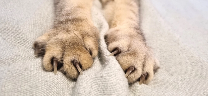 Загруженное изображение