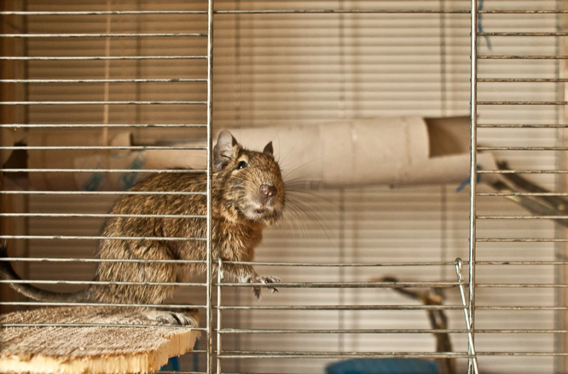 Кто ко мне с орехом придет... опубликовано Орешек