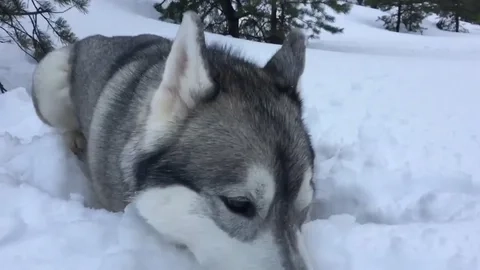 Как растаял? Почему растаял? Когда растаял? опубликовано Туман Хаски сибирский