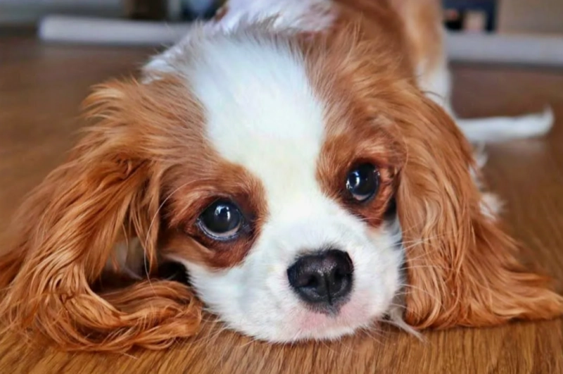 Мои глаза на звёзды не похожи... опубликовано Ненси