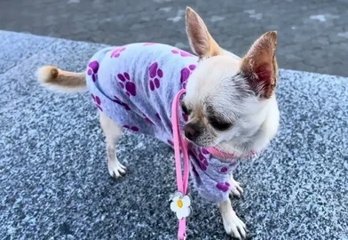 Вот так надо "радоваться" весне! опубликовано Рикки