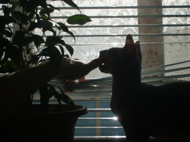 Хозяйский кусь опубликовано Бенджамин (Бен) Сфинкс